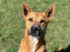 Adopt PENNY a Pit Bull Terrier, German Shepherd Dog