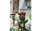 Adopt Greenly a Mountain Cur