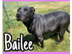 Adopt Bailee a Black Labrador Retriever, Pit Bull Terrier