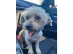 Adopt Daisy a Poodle, Yorkshire Terrier