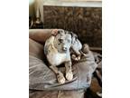 Adopt Star a Catahoula Leopard Dog, Pit Bull Terrier