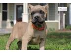 Cane Corso Puppy for sale in Los Angeles, CA, USA