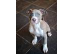 Adopt Minnow a American Staffordshire Terrier, Pit Bull Terrier