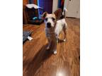 Adopt Valentina a Jack Russell Terrier
