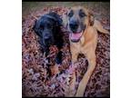 Adopt Penny & Lucy a Great Dane, Mastiff