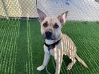 Adopt MALACHI a Black Mouth Cur, Mixed Breed