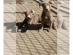 Labrador Retriever PUPPY FOR SALE ADN-571846 - Silver lab female puppies