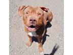 Adopt Humphrey (ID# 31223mt5) a Pit Bull Terrier