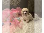 Poodle (Toy) PUPPY FOR SALE ADN-571709 - Toy poodles