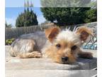 Yorkshire Terrier PUPPY FOR SALE ADN-571792 - Yorkie Toy Puppies