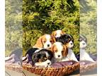 Cavalier King Charles Spaniel PUPPY FOR SALE ADN-572176 - Cavelier KING Charles