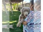 Labrador Retriever PUPPY FOR SALE ADN-571797 - AKC Silver Labrador Puppies