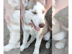 Siberian Husky DOG FOR ADOPTION ADN-571421 - Female Husky for adoption