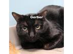 Adopt Gerber 23157 a Domestic Short Hair