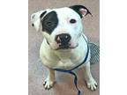 Adopt PETEY a American Staffordshire Terrier, Mixed Breed