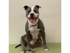 Adopt Memphis a Pit Bull Terrier