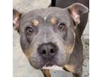 Adopt Taylor Lee a Pit Bull Terrier