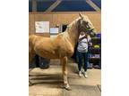 Adopt Casino ATFO 2023 CANDIDATE! a Tennessee Walker
