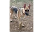 Adopt Dallas - Rehoming Post a German Shepherd Dog