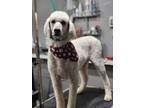 Adopt Chevy a Standard Poodle