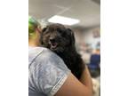 Adopt Hershey a Poodle