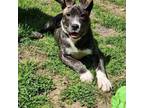 Adopt Caysen a Mixed Breed
