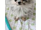 Pomeranian Puppy for sale in Marshall, MN, USA