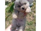 Pomeranian Puppy for sale in Artemus, KY, USA