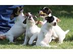 Beautiful Jack Russel Terrier puppies