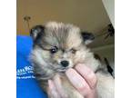 Pomeranian Puppy for sale in Glen Rose, TX, USA