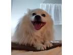 Adopt Ozzy a White American Eskimo Dog / American Eskimo Dog / Mixed dog in
