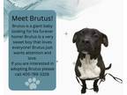 Adopt Brutus a Black - with White Staffordshire Bull Terrier / Mixed dog in Warr
