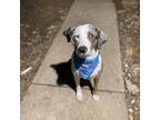 Adopt Frogger a Gray/Silver/Salt & Pepper - with Black Catahoula Leopard Dog /