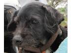 Adopt Stray 'Missy'/N Oakland Terrace/Avail 3/24 a Black Mixed Breed (Small) /
