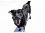 Adopt Citrus-Kitchener a Black Mixed Breed (Medium) / Mixed dog in Kitchener