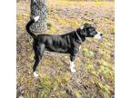 Adopt Levi a Black - with White Collie / Labrador Retriever / Mixed dog in