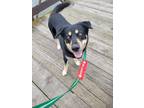 Adopt Moose a Black Husky / Mixed dog in South Elgin, IL (37601837)