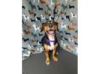 Adopt Reba a Black Dachshund / Mixed dog in Freeport, IL (37601787)