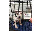 Adopt Sweet Pea a American Pit