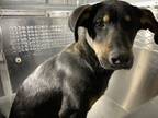 Adopt 52262193 a Black Doberman Pinscher / Mixed dog in Fort Worth