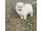 Pomeranian Puppy for sale in Valrico, FL, USA