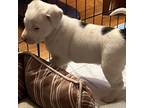 Adopt Jason a White - with Tan, Yellow or Fawn Blue Heeler / Great Pyrenees /