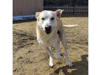 Adopt Buddy a White - with Tan, Yellow or Fawn Mixed Breed (Large) / Mixed dog