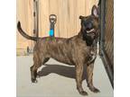 Adopt Tseena a Black Mixed Breed (Medium) / Mixed dog in Carson City