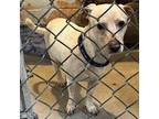Adopt Junior a White - with Tan, Yellow or Fawn Dachshund / Mixed dog in