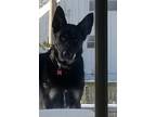 Adopt Jet a Black - with Tan, Yellow or Fawn German Shepherd Dog / Mixed dog in