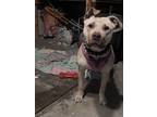 Adopt Nala a Tan/Yellow/Fawn American Pit Bull Terrier / Mixed dog in San Jose