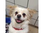 Adopt Trooper a White - with Tan, Yellow or Fawn Shih Tzu / Mixed dog in
