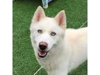 Adopt Miska a White - with Tan, Yellow or Fawn Husky / Mixed dog in Chatham