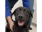 Adopt Buffy a Black Labrador Retriever / Mixed dog in Chatham, VA (37598975)